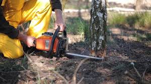 How Our Tree Care Process Works  in  Elroy, WI