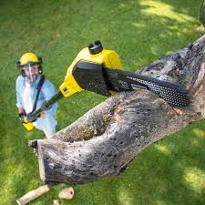 Trusted Elroy, WI Tree Services Experts