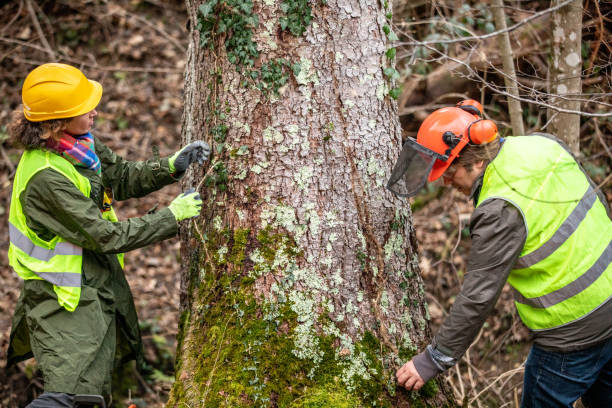 Best Tree Removal  in Elroy, WI